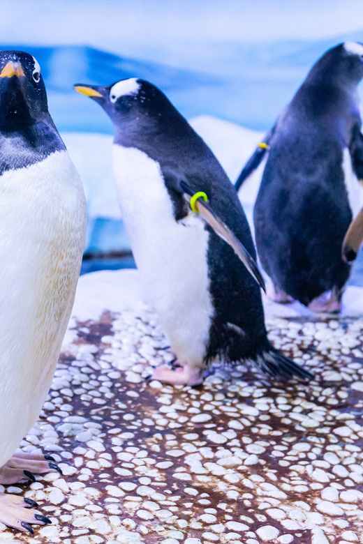 Erleben Sie London: SEA LIFE & Shreks Abenteuer Kombiticket kaufen!