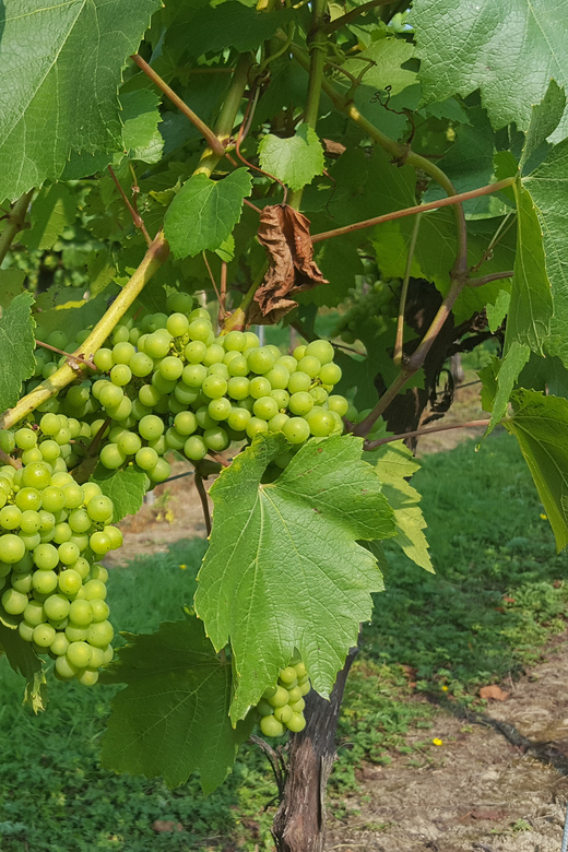 Entdecken Sie Englands Weinwelt: Ganztägige Tour ab London inklusive Mittagessen