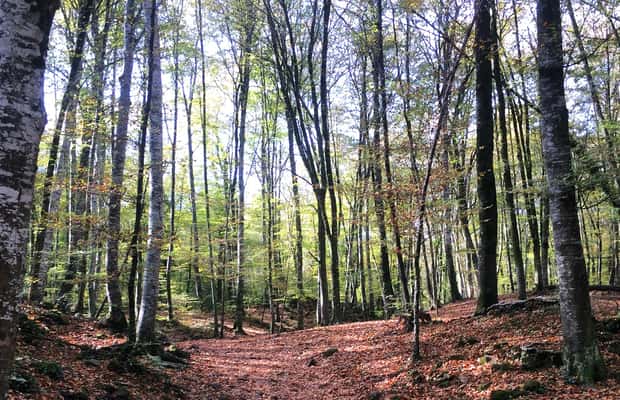 Mittelalterliche Dörfer und Vulkan-Wandertour ab Barcelona erleben
