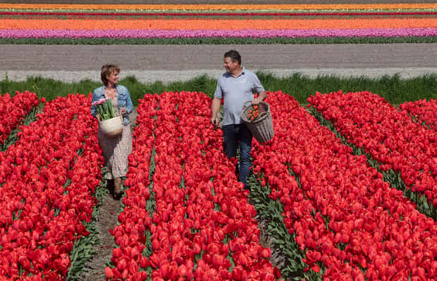 Amsterdam: Tipps für den Besuch von Tulpenfarm und Windmühlen