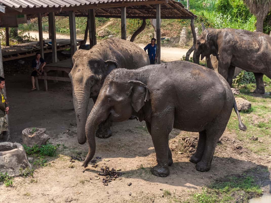 Ab Bangkok: Elefantenschutzgebiet und Kanchanaburi-Tour