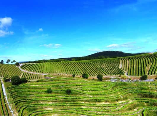 Bilbao: Txakoli Wein Tour & baskische Geheimnisse entdecken