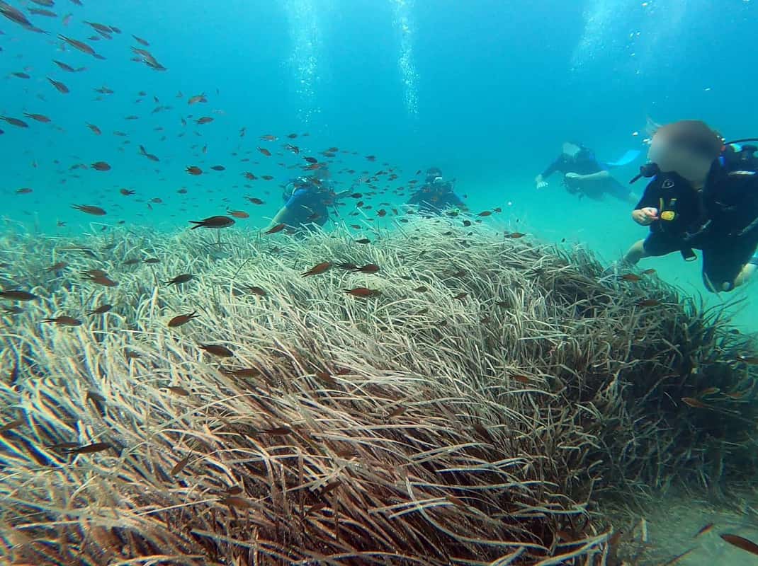 Athens Ostküste: Entdecken Sie das Tauchen in Nea Makri
