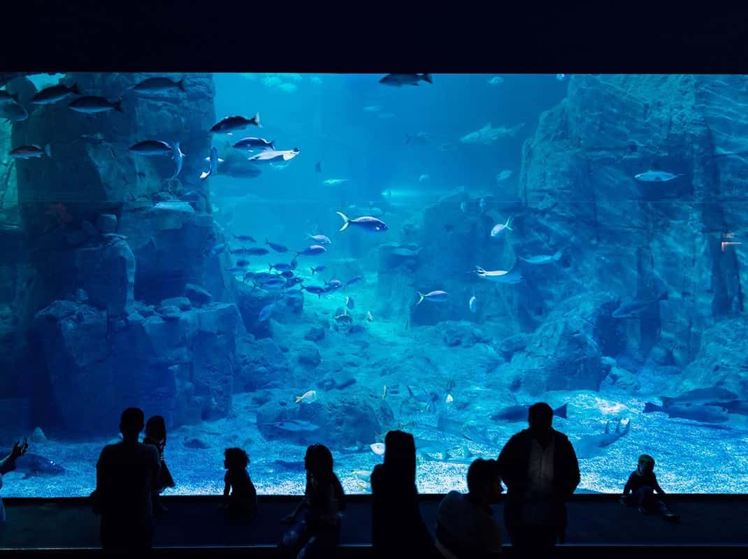 Istanbul: Ticket für das Aquarium mit Shuttlebus von Sultanahmet