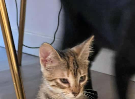 Bilbao: 1 Stunde im Katzencafé & Katzenliebe genießen